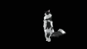 Cat Dancing CG fur, 3d rendering,Animation Loop, animal realistic CGI VFX. composition 3d mapping, cartoon, Included in the end of the clip with Luma matte.