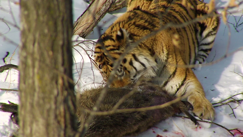 Day dead cat Stock Video Footage - 4K and HD Video Clips | Shutterstock