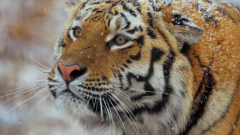 CU SELECTIVE FOCUS SLO MO Siberian tiger (panthera tigris altaica) walking / Sikhote Alin, Primorye province, Russia