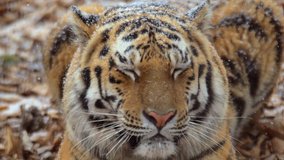 CU SLO MO Siberian tiger (panthera tigris altaica) relaxed yawning during light snowfall / Sikhote Alin, Primorye province, Russia - Powered by Shutterstock - Get 15% off with code: PIKWIZARD15