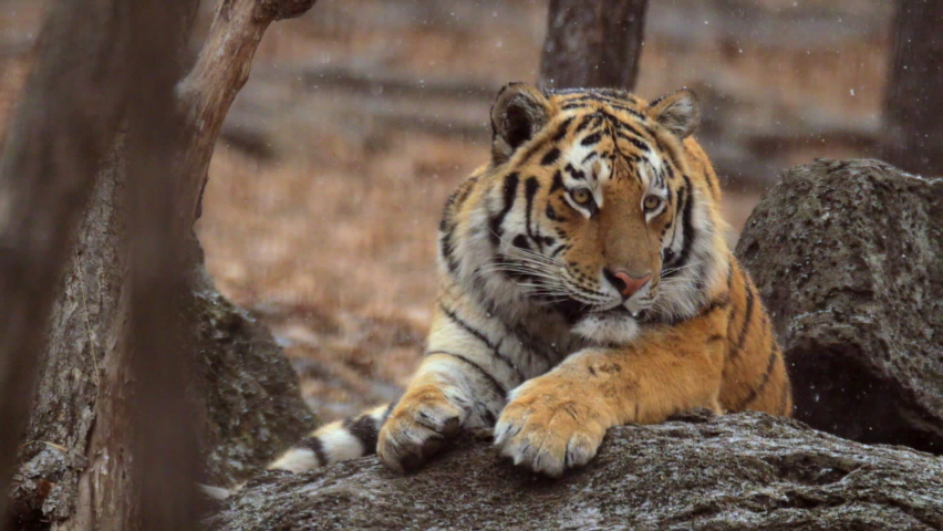 MS SLO MO Siberian tiger (panthera tigris altaica) resting on rock / Sikhote Alin, Primorye province, Russia | Shutterstock HD Video #1058769304