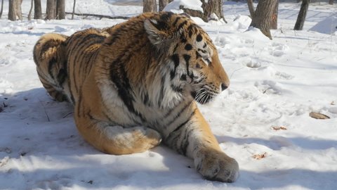 Tiger Jumping On Snow Amur Tiger Stock Photo (Edit Now) 710140003