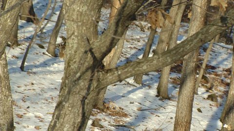 MS TS Siberian tiger (panthera tigris altaica) walking in snow covered forest / Sikhote Alin, Primorye province, Russia