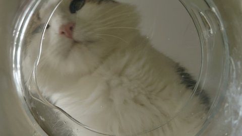 adorable white and grey fluffy cat with pink nose and tongue drinks clear water from glass jug in light room close bottom view