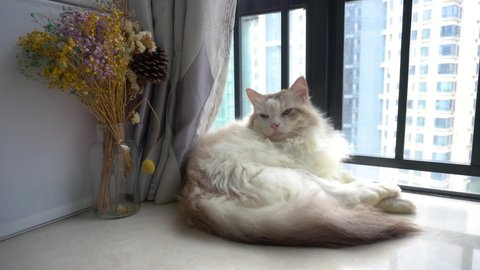 Expensive beautiful ragdoll cat sleep by window at home, with a bottle of flowers, bright sunshine 4K cat video