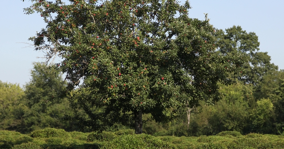 With fruit on an apple tree in the field | Shutterstock HD Video #1058775298