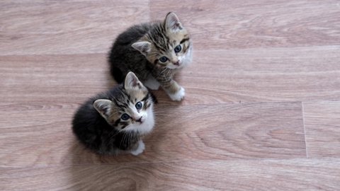 4k Two Kittens waiting for food. Little striped cats siting on wooden floor, licking and looking up at camera