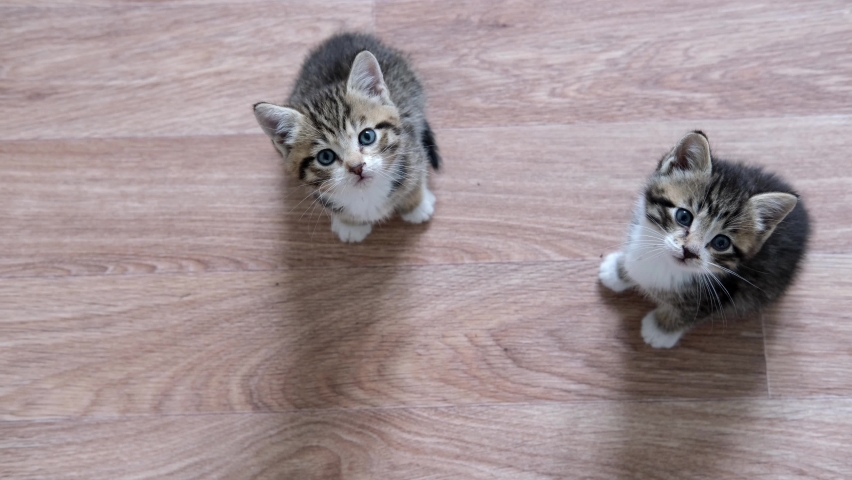 4k Two Kittens waiting for food. Little striped cats siting on wooden floor, licking and looking up at camera | Shutterstock HD Video #1058775415