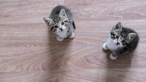 4k Two Kittens waiting for food. Little striped cats siting on wooden floor, licking and looking up at camera