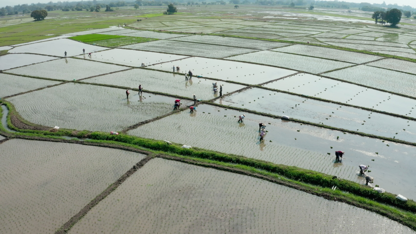 Aerial shot of group of traditional asian farmer planting rice on a beautiful field filled with water. People work farming profession rural villager. Flying around. Royalty-Free Stock Footage #1058776579