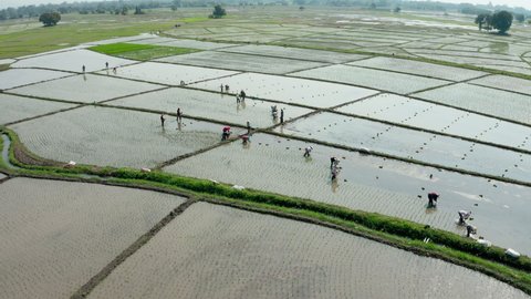 Aerial shot of group of traditional asian farmer planting rice on a beautiful field filled with water. People work farming profession rural villager. Flying around.