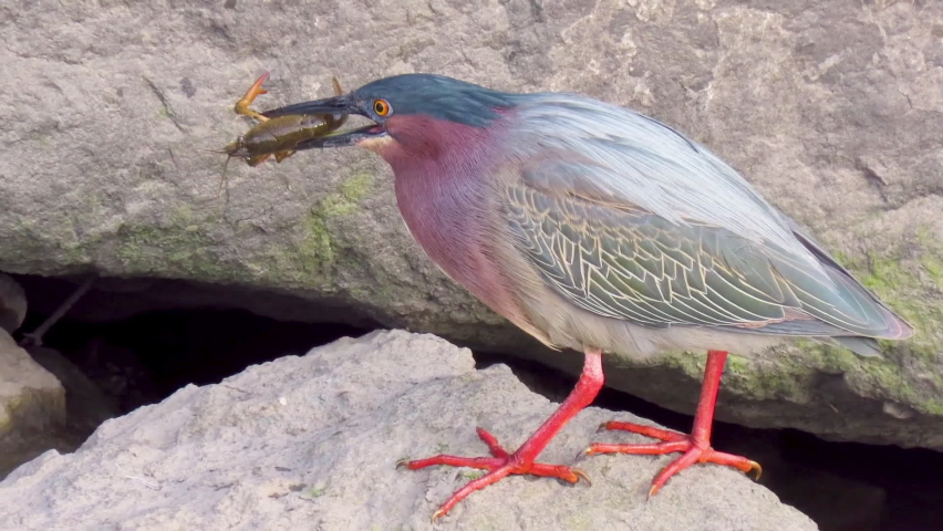 Colorful bird with a crayfish in a beak. Jurong Bird Park is an aviary and tourist attraction in Jurong, Singapore.