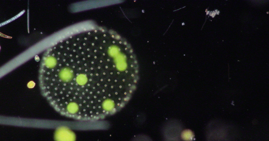Volvox in drop of water under the microscope for classroom education.
 Royalty-Free Stock Footage #1058780194