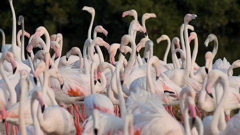 HD Wildlife Videos, Flock of Flamingos at Ras al Khor Wildlife Sanctuary, a Wetland Reserve in Dubai, United Arab Emirates, Flamingos Videos.