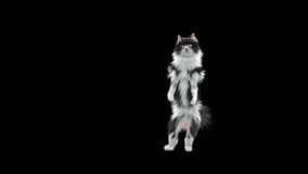 Cat Dancing CG fur, 3d rendering,Animation Loop, animal realistic CGI VFX. composition 3d mapping, cartoon, Included in the end of the clip with Alpha matte.