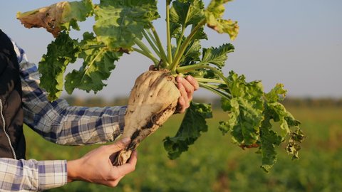 Closeup of a farmer holds in hands a crop of large ripe sugar beet in the field. The cultivation of sugar beet. Agronomist inspects the sugar beetroot