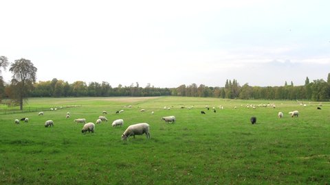 Autumn pastoral. A flock of sheep grazes on a green field, yellow tree