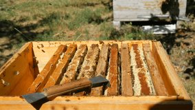 The man hands of the beekeeper take out a frame with honeycombs with future honey and bees from the hive. Honey production.