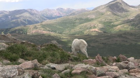 Mountain Goat Male Billy Adult Looking Around Summer