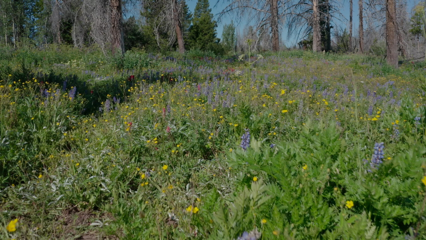 Paintbrush Flower Flowering Summer Flowers Wildflowers Burned Area