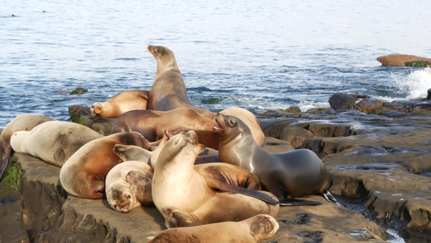 Одиссея животных. Ассасин одиссея животные. Медведица каллисто assassins creed odyssey. Ассасин крид одиссея звери. Гиена крокотта assassins creed odyssey.