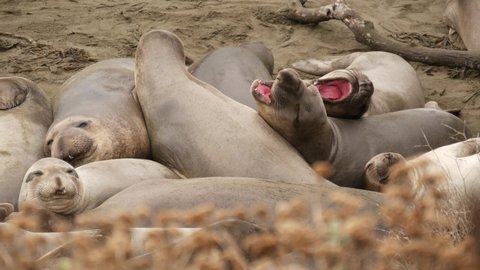 Funny lazy elephant seals on sandy pacific ocean beach in San Simeon, California, USA. Awkward fat mirounga earless sea lions with unusual proboscis roaring. Alpha male playful reproductive behavior.