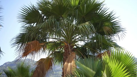 Growing Palms in the Resorts of Europe and Asia.