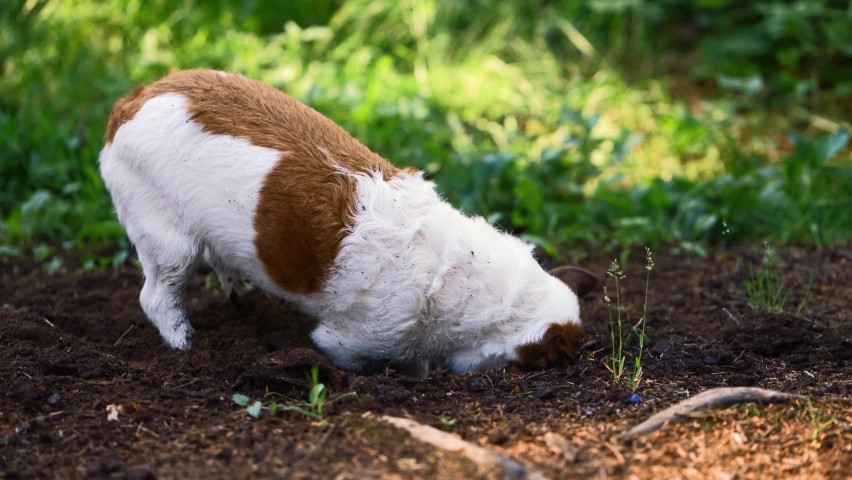 dog digging a hole. Jack russell terrier digs the ground Royalty-Free Stock Footage #1058792848