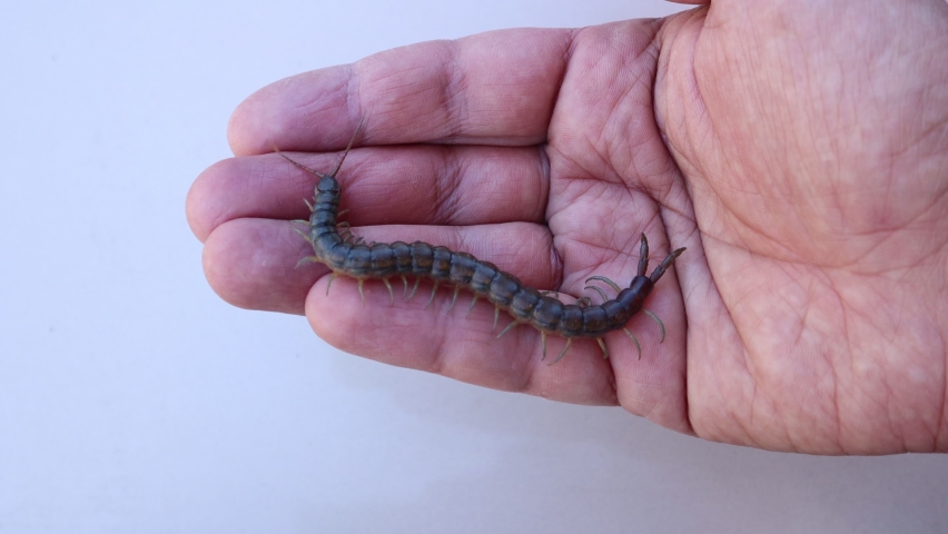 centipede on the hand.
close up of centipede.
closeup giant centipede.  
super macro centipede.
insect, insects, bug, bugs, animal, animals, wildlife, woods, forest, wild nature, garden, park