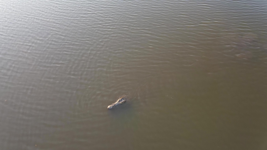 Crocodile hunting in the water