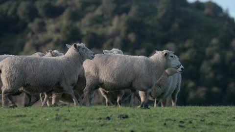 herd of sheep walking closely together