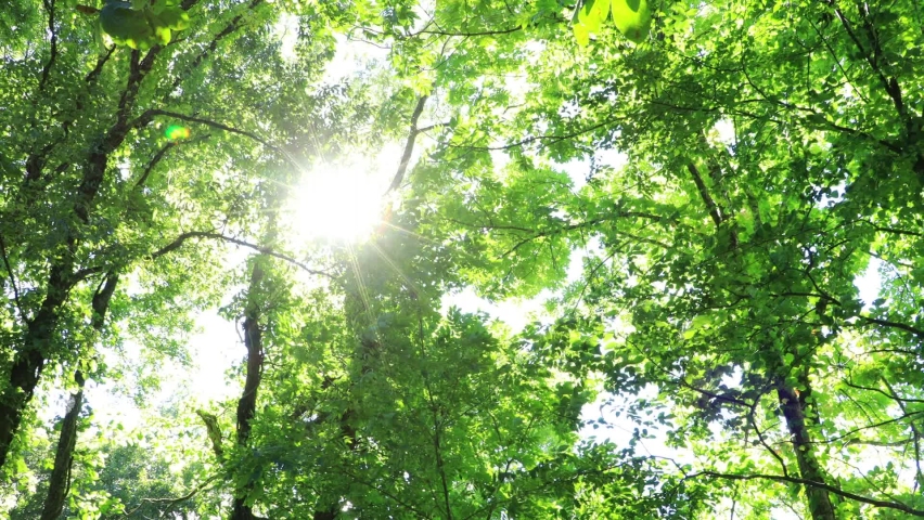 A refreshing breeze blowing fresh green leaves in Japan Forest | Shutterstock HD Video #1058802028