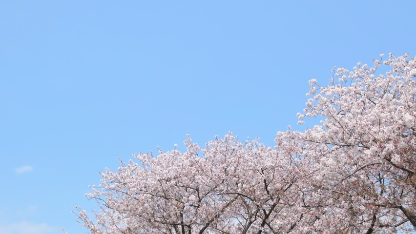 Cherry blossoms dance away with the wind Royalty-Free Stock Footage #1058803573