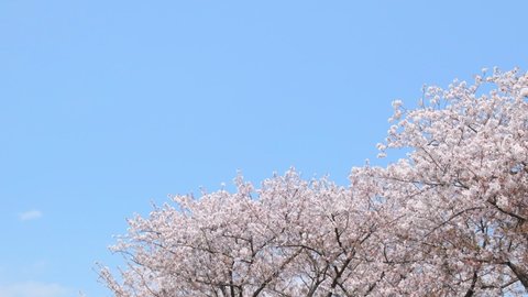 Cherry blossoms dance away with the wind