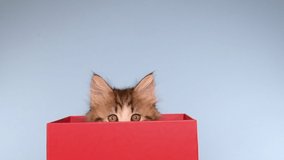 HD video of a Norwegian Forrest Cat kitten peeking out of a red present box places one paw on side of the box on a light blue background. Curious adorable kitty cat.