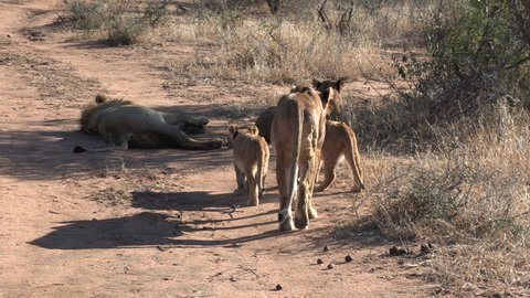 Close view of pride of lions moving around by dirt road in sunlight