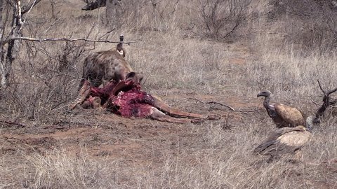 Hyena chases vultures away from a giraffe carcass on African savanna