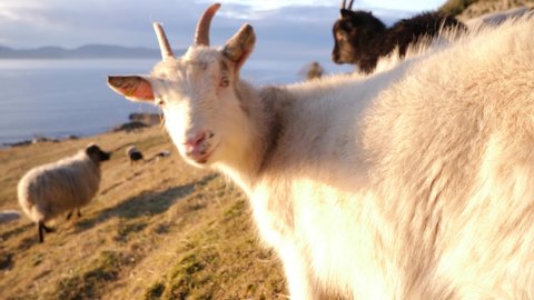 Sheep and goats on a hillside overlooking the ocean and distant mountains - juvenile goat is curious and cute