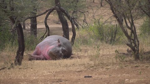 Typical Everyday Behavior of Hippopotamus aka Hippo, Sleeping on Ground on Evening. Bird Landing on His Body. Tanzania, Africa