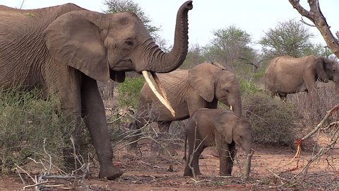 An old female elephant with her small calf holds her trunk up smelling the air. The elephant is demonstrating periscope sniffing to catch the scent of something in the wind.