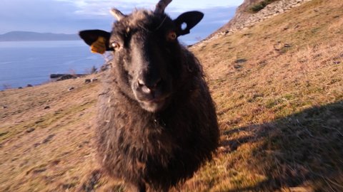 Black sheep or goat follows and begs for attention - sweeping view of the sea, coastline and mountains in the background