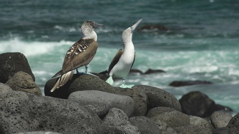 Blue-footed Booby Doing Courtship Mating Dance on Rocks near Ocean on North Seymour Island, Galapagos