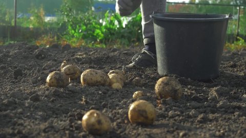 farmer harvesting potato crops in september. organic farming, autumn, harvest season. digging up potatoes in garden.