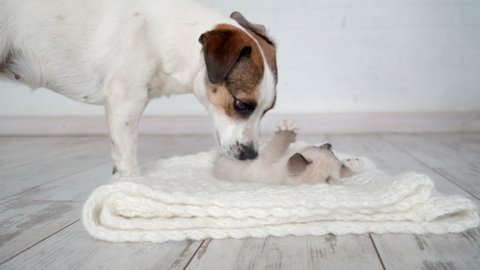 Cute kitten and puppy playing together. Cat and dog