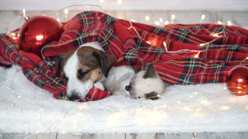 Dog and cat sleeping under christmas hat. Pets friends. Kitten and puppy at chrismas