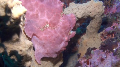 
Pink Frogfish (Antennarius sp.) - Close Up - Philippines
