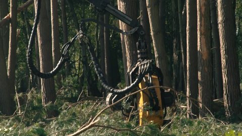 Industrial tree felling with a large machine logger. Pine tree clearing in slow motion