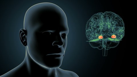 3d render of human brain  amygdala body. 
