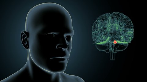 3d render of human body brain  amygdala body anatomy
