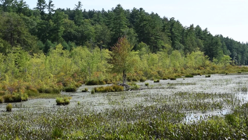 Early Fall On Bog with Beaver Dam